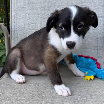 Europe -  Border Collie Dog for Adoption in Minneapolis, Minnesota - Europe | PetCurious