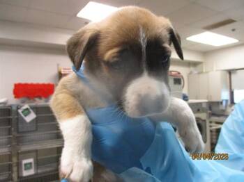 Pit Bull Terrier and Mixed Breed Dogs Available for Adoption in Oklahoma City, Oklahoma - A472240 | PetCurious