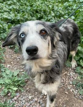Minnie -  Australian Shepherd Dog for Adoption in Polson, Montana - Minnie | PetCurious