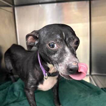 My Love 9393 -  Chihuahua Dog for Adoption in Loxahatchee Groves, Florida - My Love 9393 | PetCurious