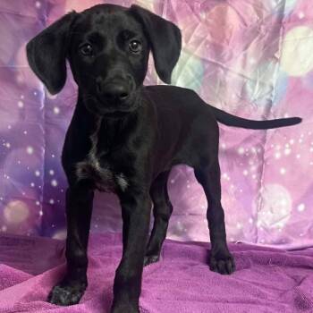 Slug -  Retriever and Mixed Breed Dog for Adoption in Fort Collins, Colorado - Slug | PetCurious