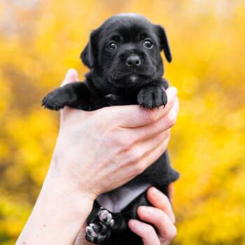 Rescue Terrier Dogs for Adoption in Durham, North Carolina - Goby | PetCurious