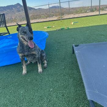 Banjo -  Australian Cattle Dog Blue Heeler Dog for Adoption in Truth Or Consequences, New Mexico - Banjo | PetCurious