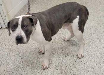 Murano -  Pit Bull Terrier and Mixed Breed Dog for Adoption in Kansas City, Missouri - Murano | PetCurious