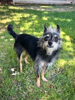 Romeo -  Yorkshire Terrier and Chihuahua Dog for Adoption in Los Angeles, California - Romeo | PetCurious