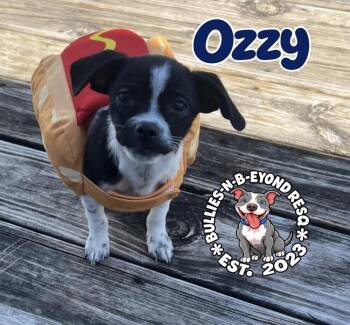 Ozzy -  Shih Tzu and Rat Terrier Dog for Adoption in Omaha, Nebraska - Ozzy | PetCurious