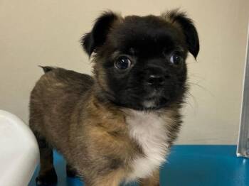 Pug Dogs Available for Adoption in Portland, Oregon - Magnolia | PetCurious