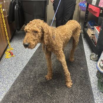 KFC -  Golden Retriever and Poodle Dog for Adoption in Binghamton, New York - KFC | PetCurious