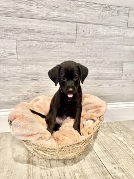 Lincoln -  Shepherd Dog for Adoption in Churchville, New York - Lincoln | PetCurious