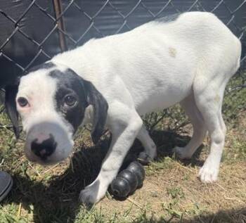 Blossom -  Hound and Mixed Breed Dog Available for Adoption in Conway, South Carolina - Blossom | PetCurious