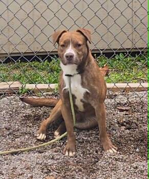 Bear -  Pit Bull Terrier and Labrador Retriever Dog for Adoption in Springfield, Illinois - Bear | PetCurious