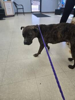 MARIE ANTOINETTE -  Staffordshire Bull Terrier and Mixed Breed Dog for Adoption in Killeen, Texas - MARIE ANTOINETTE | PetCurious
