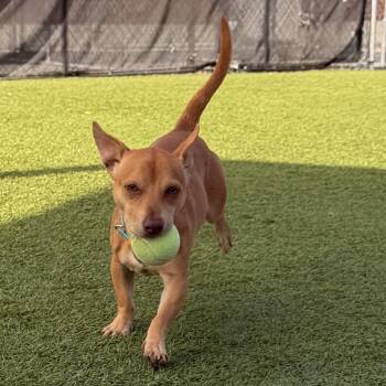 Churro -  Chihuahua Dog for Adoption in Idaho Falls, Idaho - Churro | PetCurious