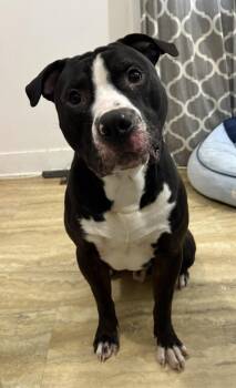 Pit Bull Terrier Dogs Available for Adoption in Delhi, New York - Grimm | PetCurious