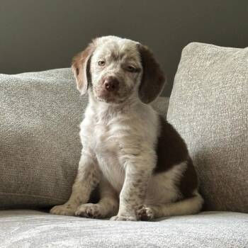 Peanut -  Border Collie and Mixed Breed Dog for Adoption in Durham, North Carolina - Peanut | PetCurious