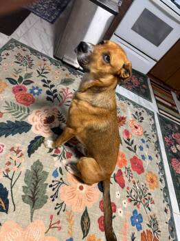 Pebbles -  Boxer and Labrador Retriever Dog for Adoption in Mustang, Oklahoma - Pebbles | PetCurious