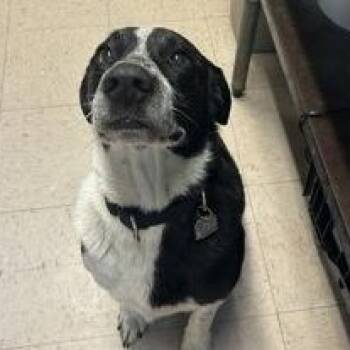 Rescue Mixed Breed Dogs for Adoption in Roseburg, Oregon - Blackberry | PetCurious