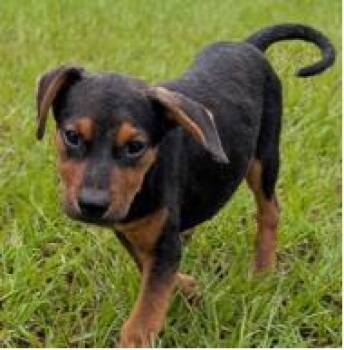 Blue -  Mixed Breed Dog for Adoption in West Chester, Pennsylvania - Blue | PetCurious