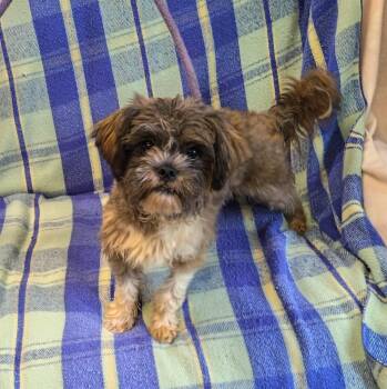 Mickey -  Shih Tzu and Maltese Dog for Adoption in Springfield, Ohio - Mickey | PetCurious