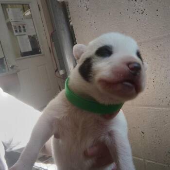 Patch (Green) -  Mixed Breed Dog for Adoption in Blairsville, Georgia - Patch (Green) | PetCurious