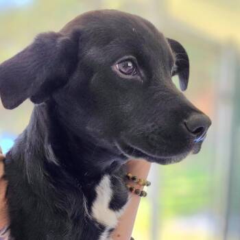 Black Labrador Retriever Dogs Available for Adoption in Franklin, North Carolina - Twinkie | PetCurious