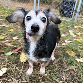 Nellie -  Dachshund and Chihuahua Dog for Adoption in Pelham, New Hampshire - Nellie | PetCurious