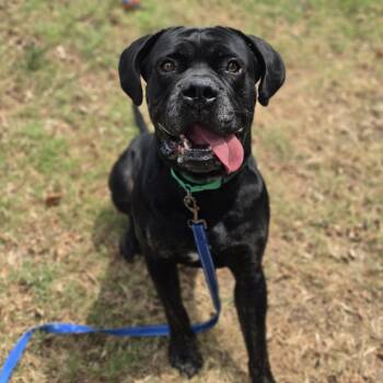 King Bananas -  Cane Corso and Pit Bull Terrier Dog for Adoption in Lowell, Arkansas - King Bananas | PetCurious