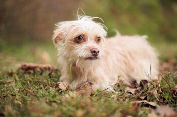 Rescue Shih Tzu and Chihuahua Dogs for Adoption in Gradyville, Kentucky - Honey Bun | PetCurious