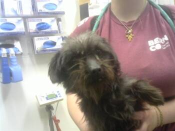 Cairn Terrier and Mixed Breed Dogs Available for Adoption - BUTTON | PetCurious