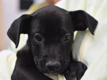 Ainsworth -  Pit Bull Terrier and Labrador Retriever Dog for Adoption in Portland, Oregon - Ainsworth | PetCurious