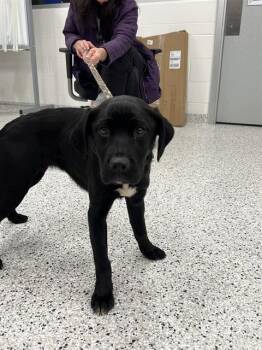 Golden Retriever and Boxer Dogs Available for Adoption - WILLA | PetCurious