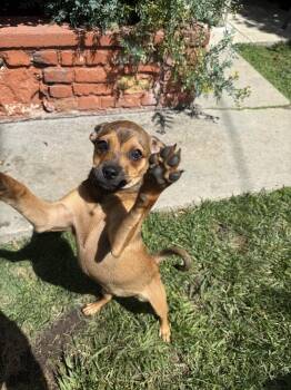 Chihuahua Dogs Available for Adoption in St. Petersburg, Florida - Maple | PetCurious