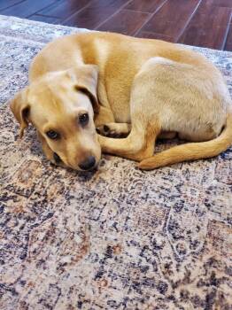 Labrador Retriever and Australian Shepherd Dogs Available for Adoption in New Bern, North Carolina - Meenie | PetCurious
