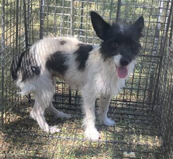 JET -  Mixed Breed Dog for Adoption in Dallas, Texas - JET | PetCurious