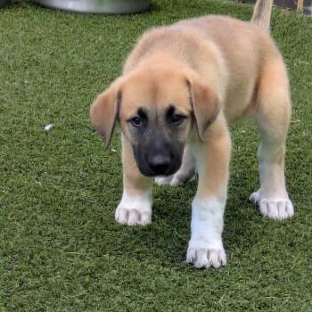 Pup 4 3890 -  Mixed Breed Dog for Adoption in Loxahatchee Groves, Florida - Pup 4 3890 | PetCurious