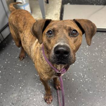 Tumford -  Mixed Breed Dog for Adoption in Columbiana, Alabama - Tumford | PetCurious
