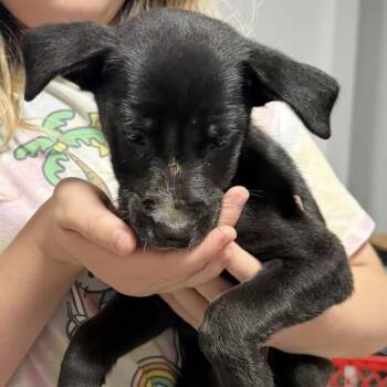 Walkman -  Mixed Breed Dog for Adoption in Rockville, Maryland - Walkman | PetCurious