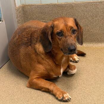 Sugarfoot 1006 -  Mixed Breed Dog for Adoption in Columbus, Georgia - Sugarfoot 1006 | PetCurious