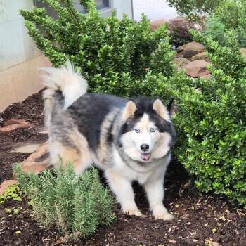 Husky Dogs Available for Adoption in Oklahoma City, Oklahoma - Molly Dash | PetCurious