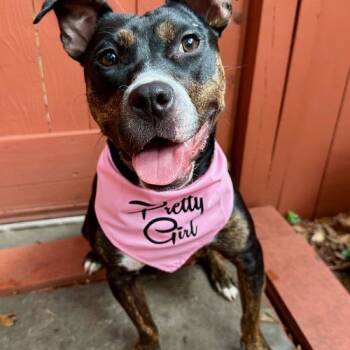 Rescue Plott Hound and Dachshund Dogs for Adoption in Glenelg, Maryland - Ginny G | PetCurious