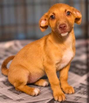 Shania Sue Netherland -  Hound and Jack Russell Terrier Dog for Adoption in El Dorado, Arkansas - Shania Sue Netherland | PetCurious