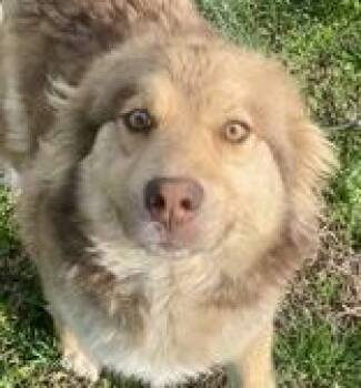 Shepherd Dogs Available for Adoption - Hilda | PetCurious