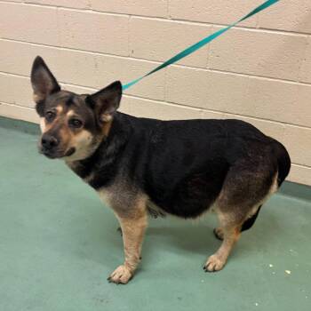 Mixed Breed Dogs Available for Adoption in Memphis, Tennessee - Starla | PetCurious