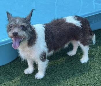 Russell~FOSTER or FOSTER TO ADOPT NEEDED~ -  Cairn Terrier Dog for Adoption in Minneapolis, Minnesota - Russell~FOSTER Or FOSTER TO ADOPT NEEDED~ | PetCurious