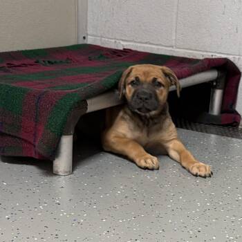 Mixed Breed Dogs Available for Adoption - Delores | PetCurious