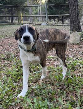 Rescue Boxer Dogs for Adoption in Chatham, New Jersey - Sadie | PetCurious
