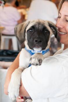 Tagalong -  Shepherd Dog for Adoption in Franklin, Tennessee - Tagalong | PetCurious