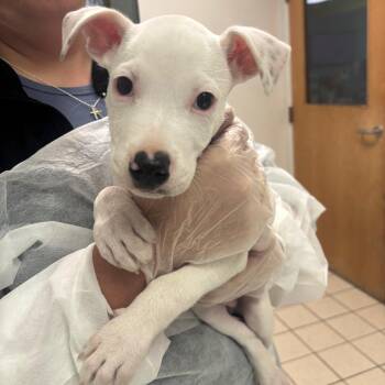 Crash -  Mixed Breed Dog for Adoption in Charleston, West Virginia - Crash | PetCurious
