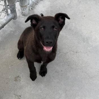 Doohickey -  Black Labrador Retriever and Mixed Breed Dog Available for Adoption in Detroit Lakes, Minnesota - Doohickey | PetCurious