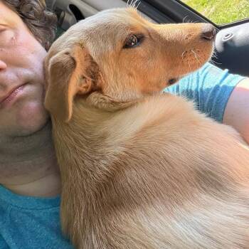 Collie and Mixed Breed Dogs Available for Adoption in Parrish, Alabama - Marnie | PetCurious